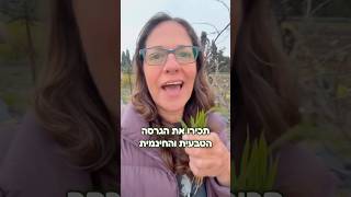 מיץ עשב חיטה טבעי וחינמי - הבריאות שגדלה לנו ליד הבית