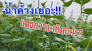 น้ำค้างมีผลต่อแตงกวาอย่างไร ป้องกันอย่างไร | เกษตรสร้างรายได้ | บ่าวยุทธพาจ้วด