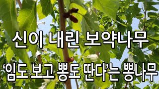 신이 내린 보약 나무_뽕나무 효능