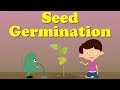 Seed Germination | #aumsum #kids #science #education #children