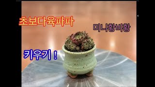 🌵💥초보다육파파_미니황비황_  Echeveria minima cv. Miniouhikou  _키우기💥🌵