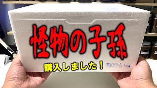 驚愕のサイズを記録した怪物の血を受け継ぐクワガタを購入しました！