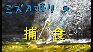 ミズカマキリの捕食シーン・・・が撮りたかった^ ^; いや、一応撮れたけど？ Predation of a water stick