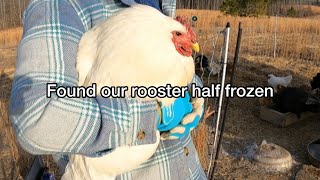 ROOSTER RESCUE I Found My Frozen Fowl on the Brink of Disaster!