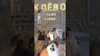 Забирай футажи в моём тгк в шапке профиля #рек #cat #fypシ゚viral #funny #рекомендации #memes