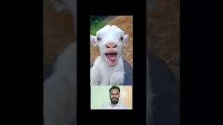 😂 goat #shorts #viral #trending #youtubeshorts #ytshorts #fyp #funnyvideo #animals #reels