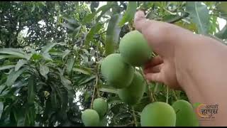 How weather change is impacting Devgad Alphonso Mango 2022