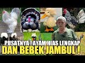 HARGA AYAM HIAS! JELANG LEBARAN PALING LENGKAP DAN TERJANGKAU