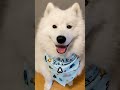 which heart would you send my samoyed 💛💜🩷 samoyed dog shorts cutedog