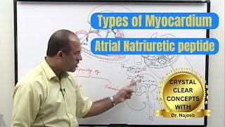 Types of Myocardium | Atrial Natriuretic Peptide | ANP 🩺