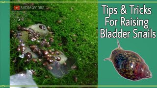 TIPS \u0026 TRICKS for Breeding Bladder Snails