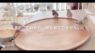 手乗り キンカチョウ winwinな時間　zebra finch