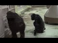 カズミと生後30日目の赤ちゃんチンパンジー⑬ kazumi u0026 baby 30 day old chimpanzee