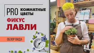 Фикус Лавли - мелколистный сорт фикуса бенджамина |  Самый няшный фикус малышка