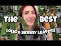 BEST LONG LEAF PLANTS!! 🌿 top 7 favorites in my collection ✨️ Anthurium, Philodendron, Hoya + More!