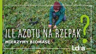 Ile azotu na rzepak podać wiosną? Wyliczamy dawkę azotu w rzepaku na podstawie biomasy