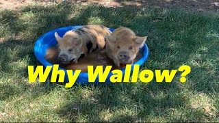 Why Do Pigs Roll in the Mud? & Do Pigs Need a Wallow?