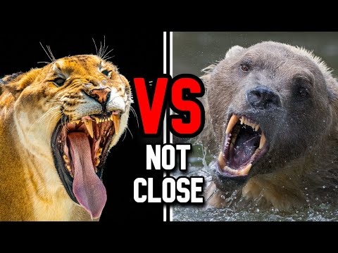 Is a liger stronger than a polar bear?