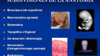 GENERALIDADES DE ANATOMIA