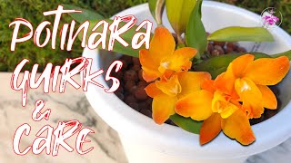 Potinara Orchid Care Guide: Light, Watering, Fertilizer, Quirks Tips for Best Results #ninjaorchids