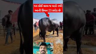 23 કરોડ નો પાડો તો જુઓ  |મહાકુંભ મેળાનો ઇતિહાસ| MahaKunbh Melo#shorts #shortsfeed