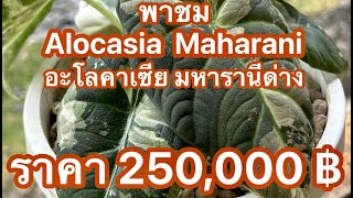 EP3 : พาชม alocasia maharani อะโลคาเซีย มหารานีด่าง