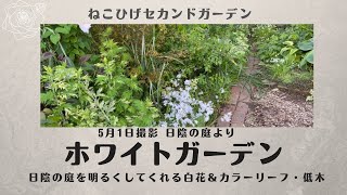 【ホワイトシェードガーデン】日陰の庭を明るくしてくれる宿根草・カラーリーフ・低木／日陰でも育てることができる宿根草などをご紹介