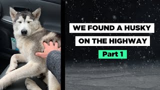 We Found A Husky On The Highway