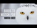 A Few Birds to Watch for | Winter 2022 Forecast