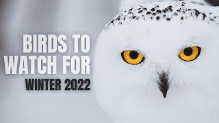 A Few Birds to Watch for | Winter 2022 Forecast