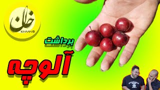 یه روز بهاری و برداشت آلوچه