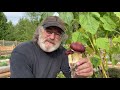 cultivating and cooking garden giants with paul stamets