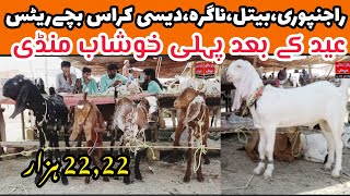 Khushab Mandi goats rats update || Rajanpuri gulabi pure breed goat kids || qurbani 2025 new video