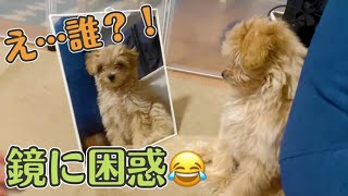 子犬マルプーが初めて鏡を見た時のリアクションが面白すぎたw トイプードル×マルチーズ