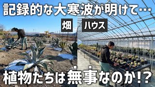 -5℃の大寒波明けに多肉植物たちの安否確認をします!!