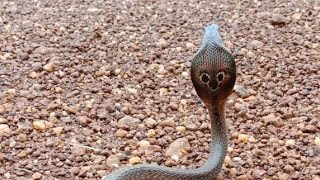 #कोबरे की आवाज#कोबरे का भूत#कोबरे का फन #कोबरे का भोजन#कोबरे जंगल में#कोबरा गुस्से में