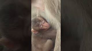 mother love monkey baby 🥰😍🐒 #shorts #short #shortvideo #shortsvideo #monkey