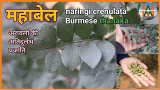 महाबेल का पेड़,naringi crenulata,Thanaka tree,mahavilvam, native trees of india,Aravalli hill trees,