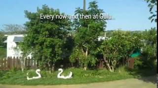 Gulu home tour