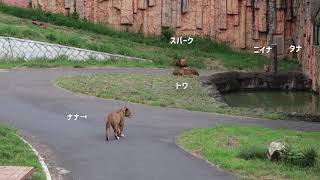 ライオン園帰宅タイム　タナの後を追うスパーク　イチゴから逃げるトワ　多摩動物公園