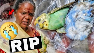 சூனியம் வைத்து கொன்னுட்டாங்க 💔 IT MADE US SHOCKED 😳 | Try Today Amma