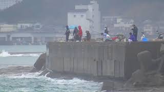 時化模様の中竿を出す田辺市元島堤防釣り人　９/９日曜日