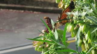 Paper wasp attacking adult Monarch butterfly in Northland