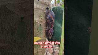 barsaat me bagiche me snail #snail #ghongha #shorts #shortvideo