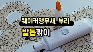 [퀘이커앵무새] 부리 / 발톱깎는날, 제가 더 긴장되네요 ^^ 샤오미pawbby발톱깎이