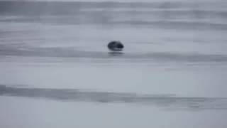 Seal in the Lielupe River in Latvia -  Winter 2017