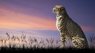 AMAZING FACTS OF CHEETAHS #Cheetahs #Wildlife #Animals #TIGER #LION #Grasslands #Fastestanimal #Cubs