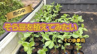 そら豆を植えてみた