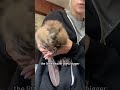 Rescued baby beaver returns home #beavers #rescue #shorts #animals #cute