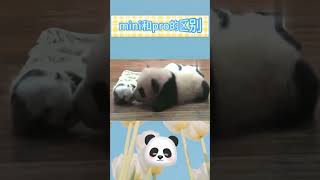 穿开裆裤的VS穿尿不湿的 #panda #熊猫#shorts